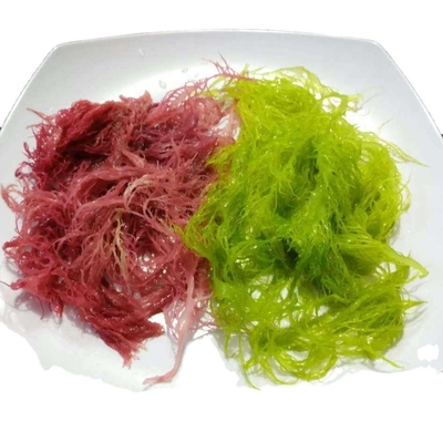 Algas marinas congeladas Tosaka en estilo rojo verde con sabor condimentado