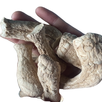 Húngos Champignon Shiitake en bulto Estebo para Shiitake Seco Húngos