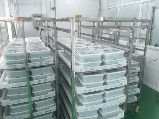 Japón Chuka Wakame congelado Ensalada de algas de mar Cultivo orgánico Tipo Instrucción normal