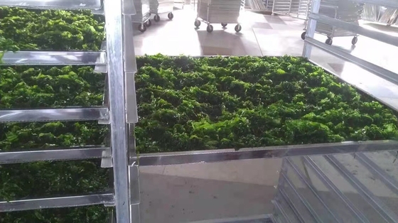Malasia Algas marinas Ulva Flocos secos Aonori Algas marinas Flocos de variedad Laver