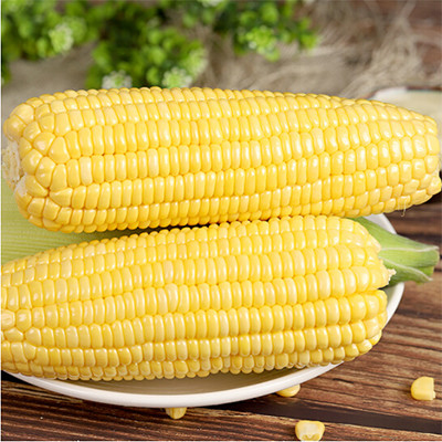 20 kg de grano de maíz dulce fresco cortado en la mazorca con ingredientes normales