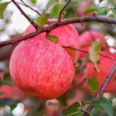 Madurez del 90% Manzana de Fuji fresca Mejor y más común Tipo de cultivo