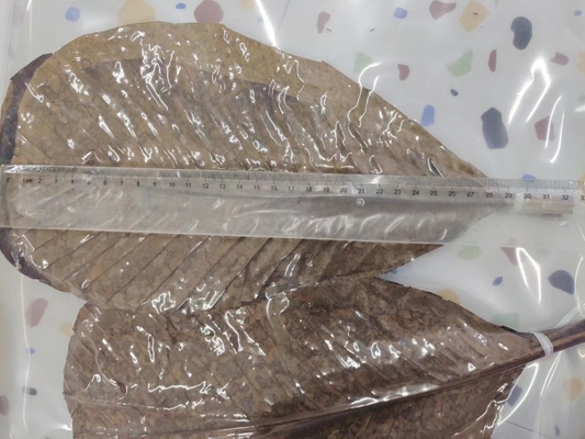 Servir sushi con envolturas de hojas de bambú frescas y naturales sin necesidad de dirección