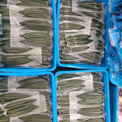 Hojas de bambú HOBA verde de la naturaleza El ingrediente esencial para servir sushi