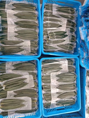 Hacer albóndigas de arroz deliciosas con hojas de bambú frescas envasadas al vacío