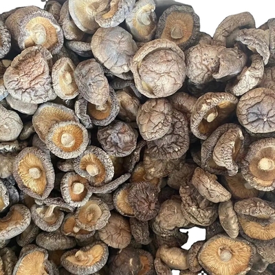 Extracto de hongo de mel de león marrón Hongo de shiitake seco 1 kg/bolsa