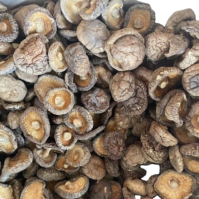 Húngos Champignon Shiitake en bulto Estebo para Shiitake Seco Húngos